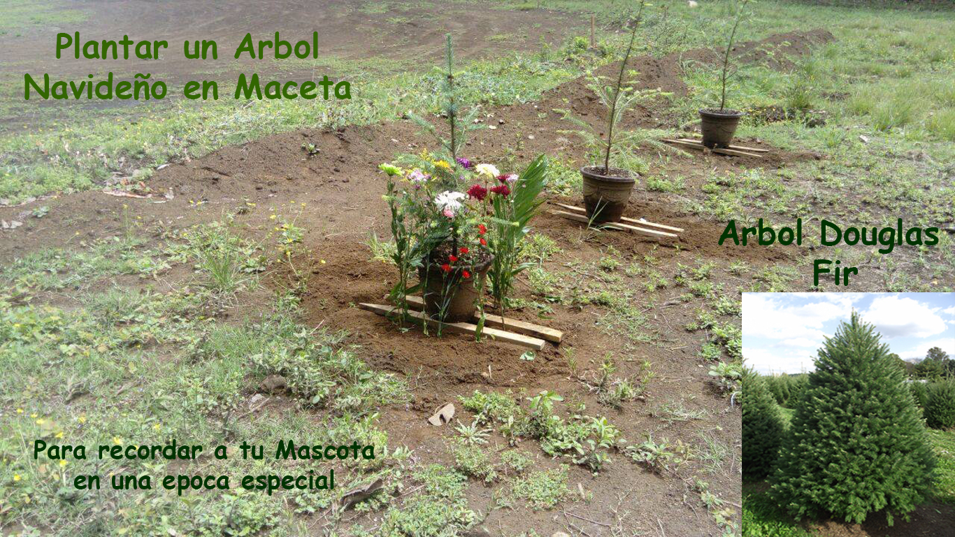 arbol